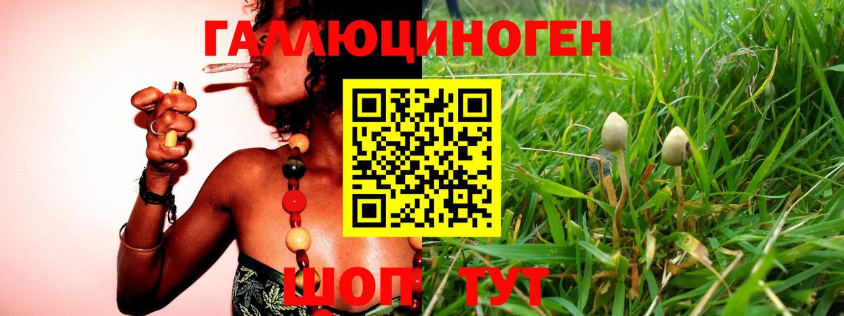 Горно-Алтайск  Псилоцибиновые грибы MAGIC MUSHROOMS  Галлюциногенные грибы Psilocybe  Вход с VPN 